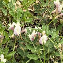 Astragalus Seeds