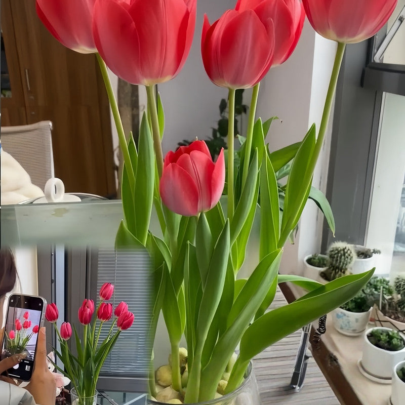 Tulip Bulbs - Red Chang'an