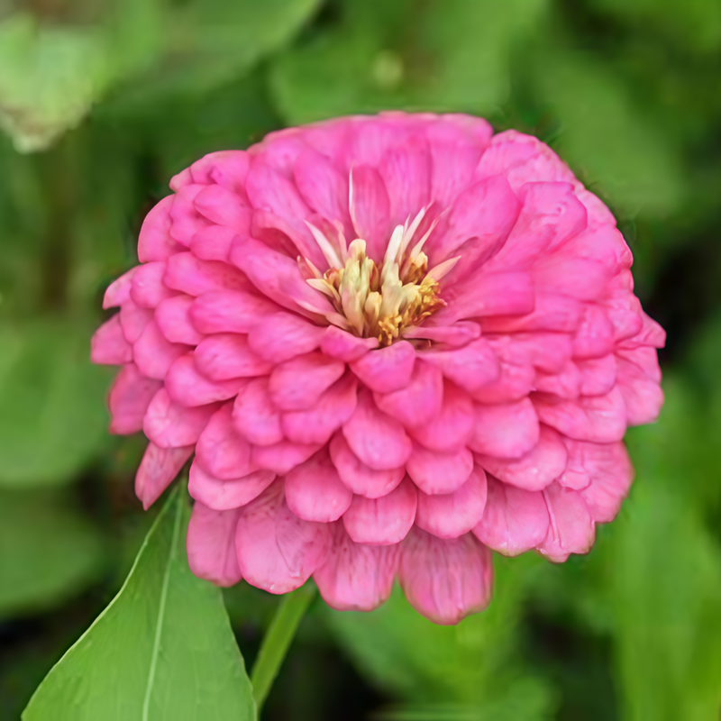 Zinnia Elegans Seeds - Rose Red Larger Packet High Germination 300-1500 Onsaleseeds