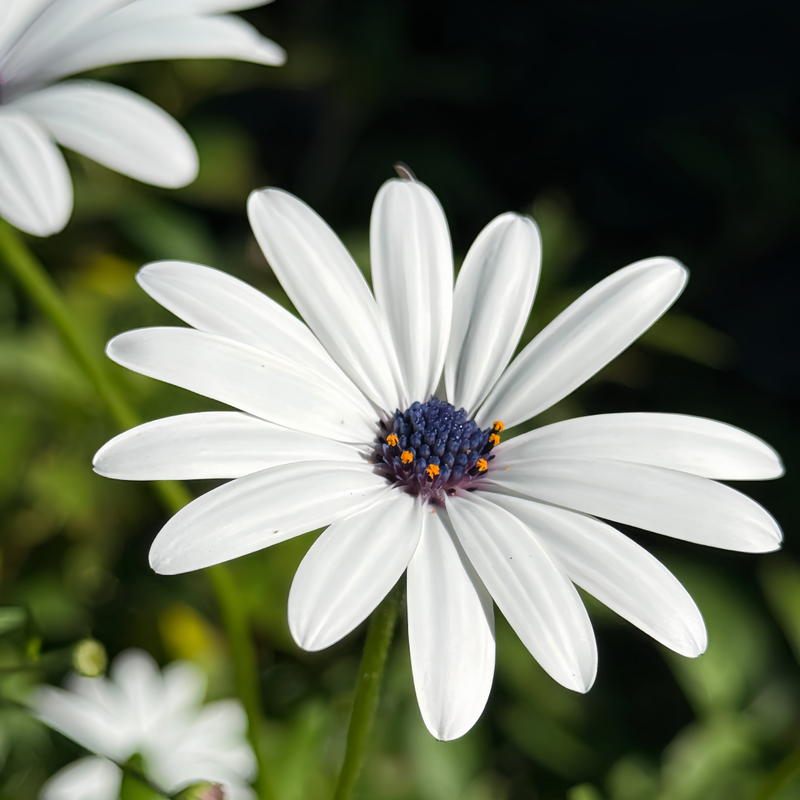 Cape Daisy Seeds - White High Germination Onsaleseeds