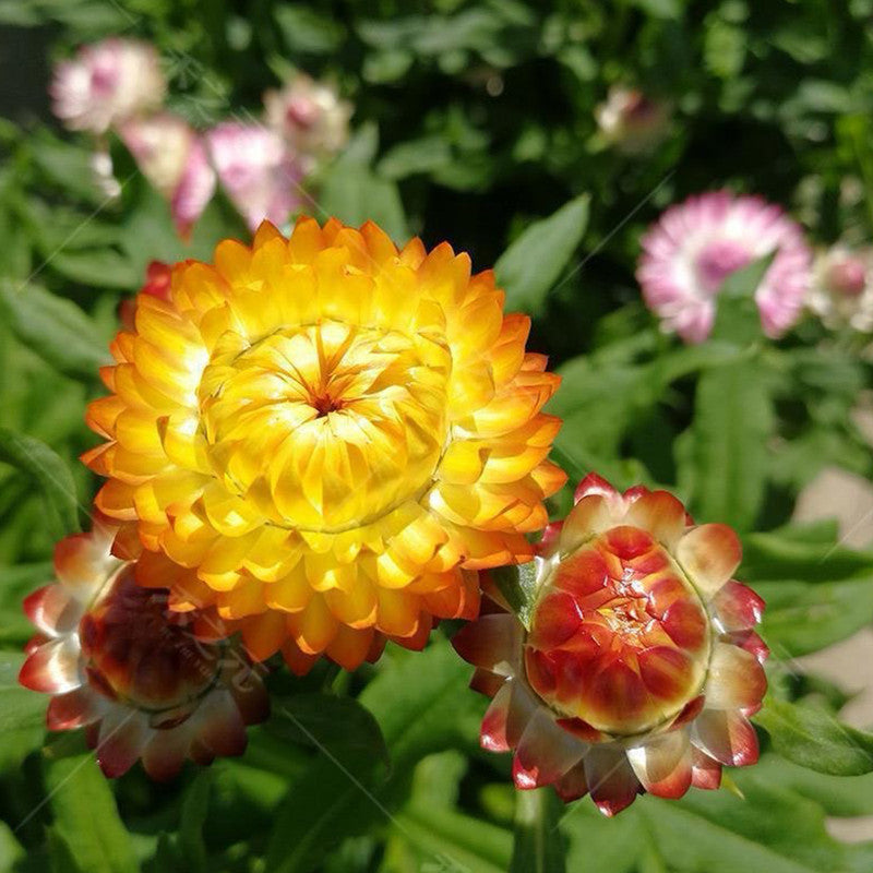 Strawflower Seeds - Mix Larger Packet High Germination 1800-9000 Onsaleseeds
