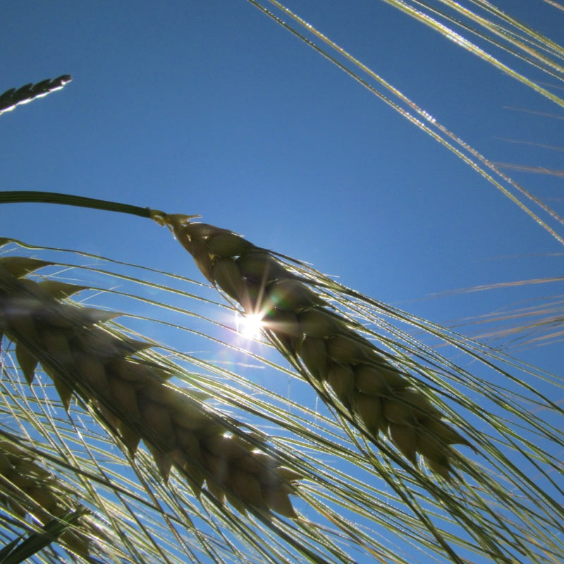 Wheat Seeds Up to 50%