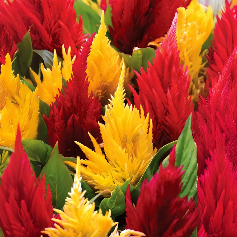 Celosia Cristata Seeds - Mix Three Colours Larger Packet High Germination 1000-5000 Onsaleseeds