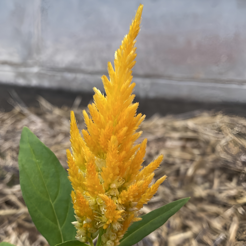 Celosia Cristata Seeds - Golden Yellow Larger Packet High Germination 2000-5000 Onsaleseeds