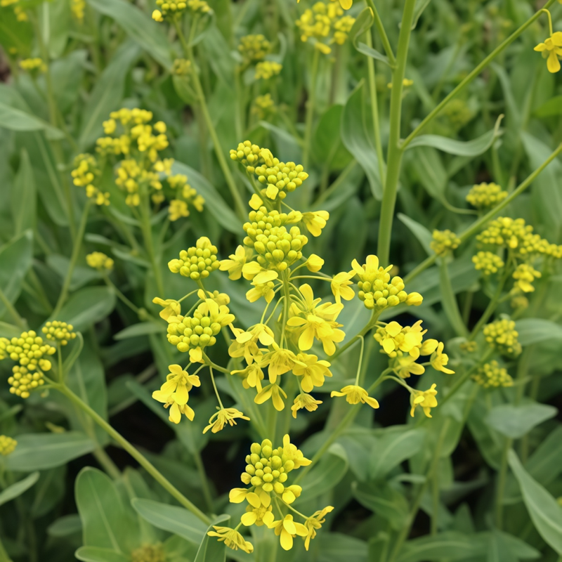 Isatis Indigotica Fort. Seeds - Larger Packet High Germination 260-1200 Onsaleseeds