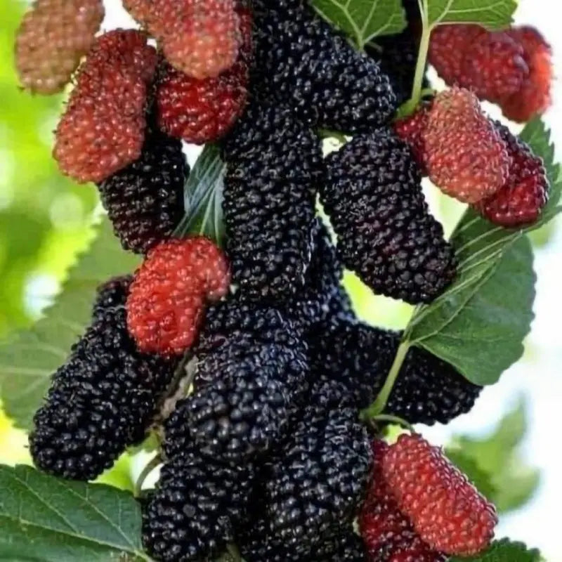 Mulberry Tree Seeds