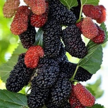 Mulberry Tree Seeds