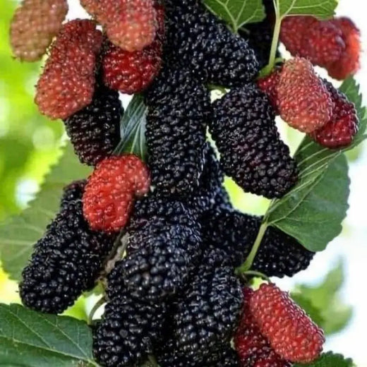 Mulberry Tree Seeds