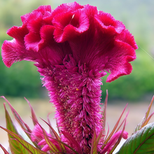 Celosia Seeds