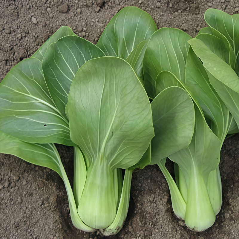 Brassica Campestris - Larger Packet High Germination 5000-25000 Onsaleseeds