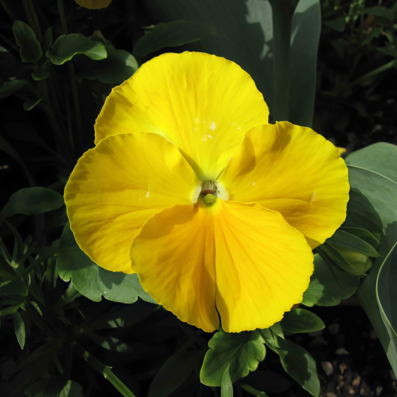 Pansy Seeds - Yellow Doesn't Mix With Black Larger Packet High Germination 600-3000 Onsaleseeds