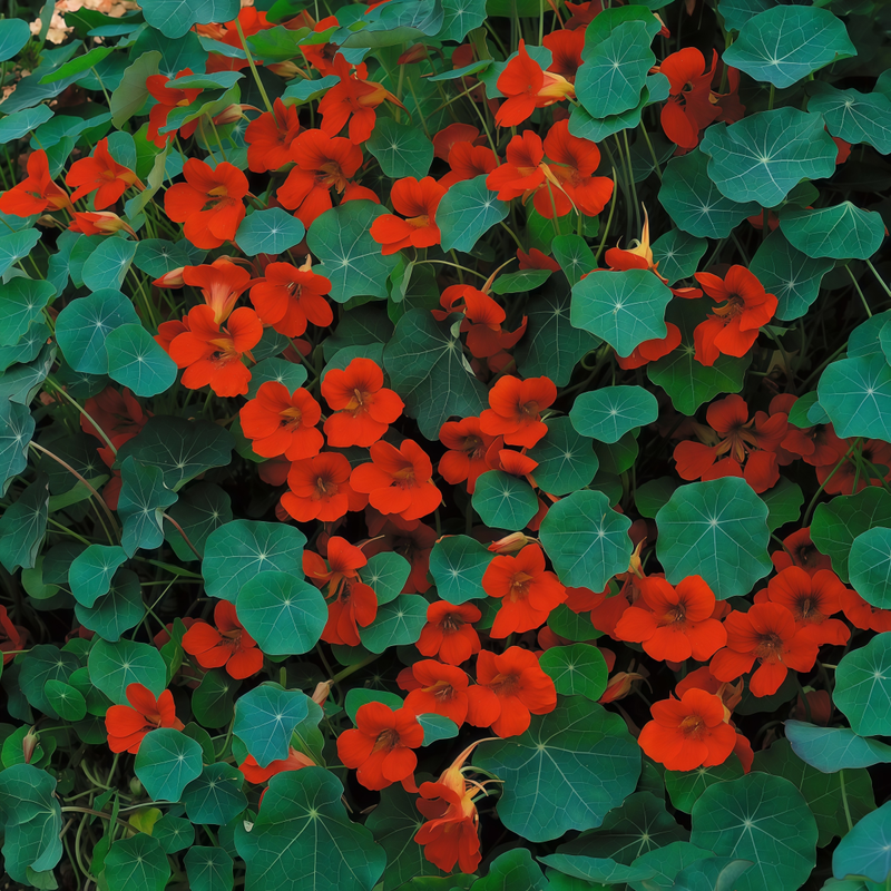 Nasturtium Seeds - Purplish Red Larger Packet High Germination 260-1200 Onsaleseeds