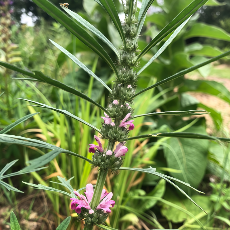 Leonurus Japonicus Houtt Seeds - Larger Packet High Germination 2000-10000 Onsaleseeds