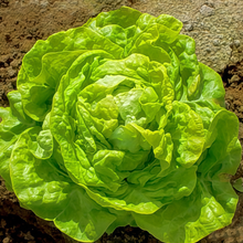 Lettuce Seeds