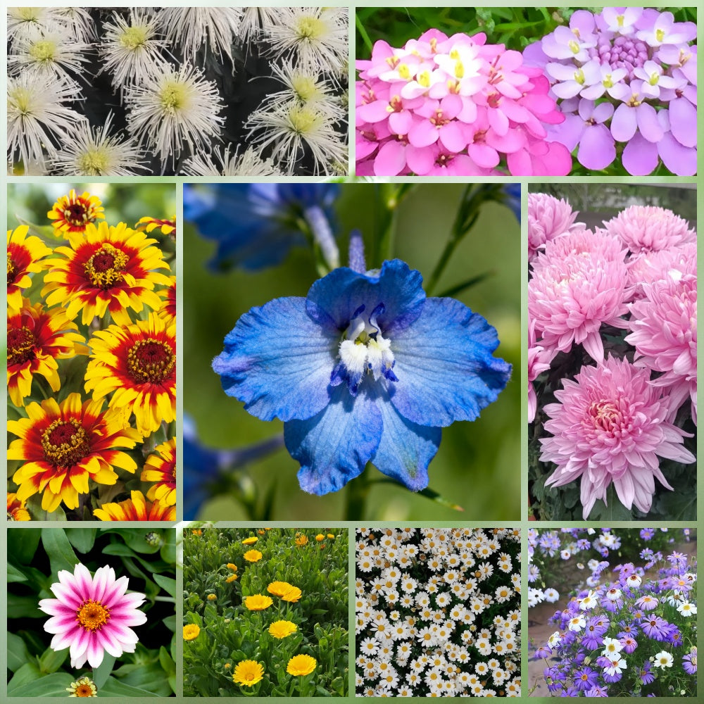 Wildflower Seeds - Seasonal Flowers Mix Includes Zinnia, China Aster, Phlox, etc.