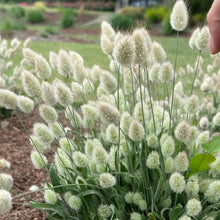 Rabbit Tail Grass Seeds