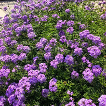 Canadian Verbena Seeds