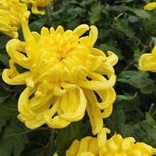Edible Chrysanthemum Seeds