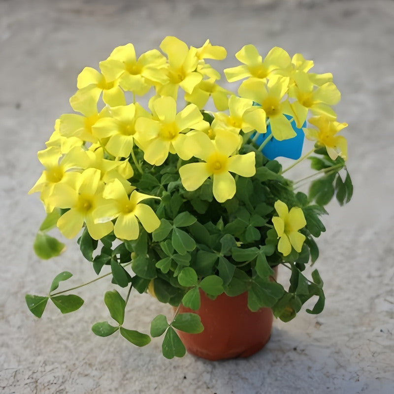 Oxalis Bulbs - Warm Sunshine