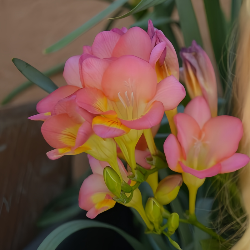 Freesia Sandra Bulbs up to 50%