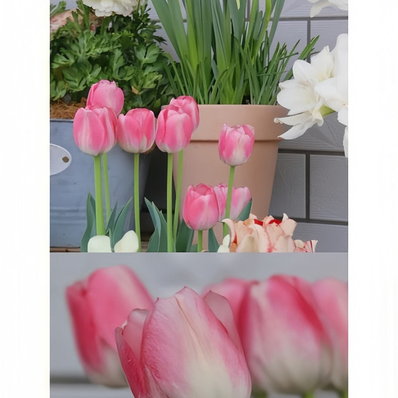 Tulip Bulbs - Dynasty