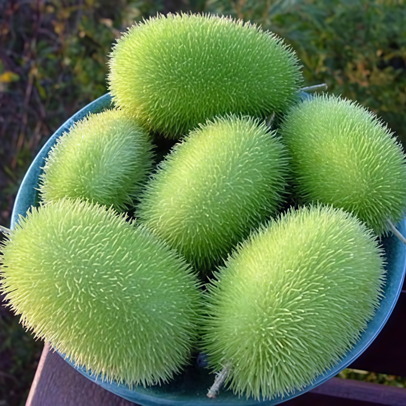 Cucumis Sativus - Yellow High Germination  Onsaleseeds