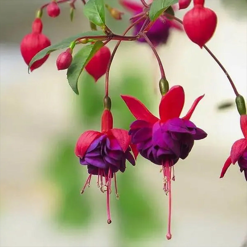 Fuchsia Hybrida Voss Seeds The fairy flower up to 50%