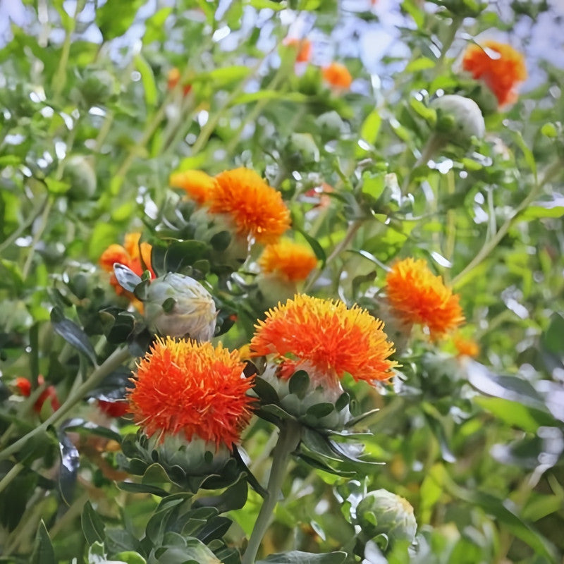 Carthamus Tinctorius Seeds - Reddish Yellow Larger Packet High Germination 1200-6000 Onsaleseeds