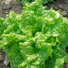 Lettuce Seeds - Green