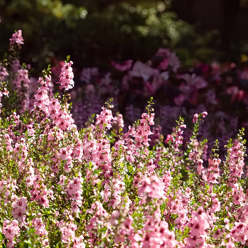 Delphinium Elatum Seeds - Pink Larger Packet High Germination 1400-6800 Onsaleseeds