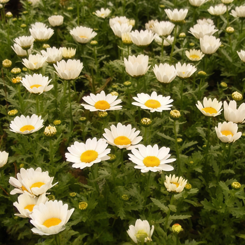 German Chamomile Seeds - White Larger Packet High Germination 3000-15000 Onsaleseeds