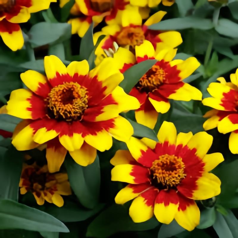 Zinnia Elegans Seeds - Red And Yellow Dual Color Gradient High Germination  Onsaleseeds