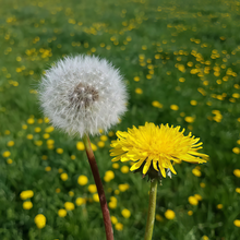 Dandelion Seeds