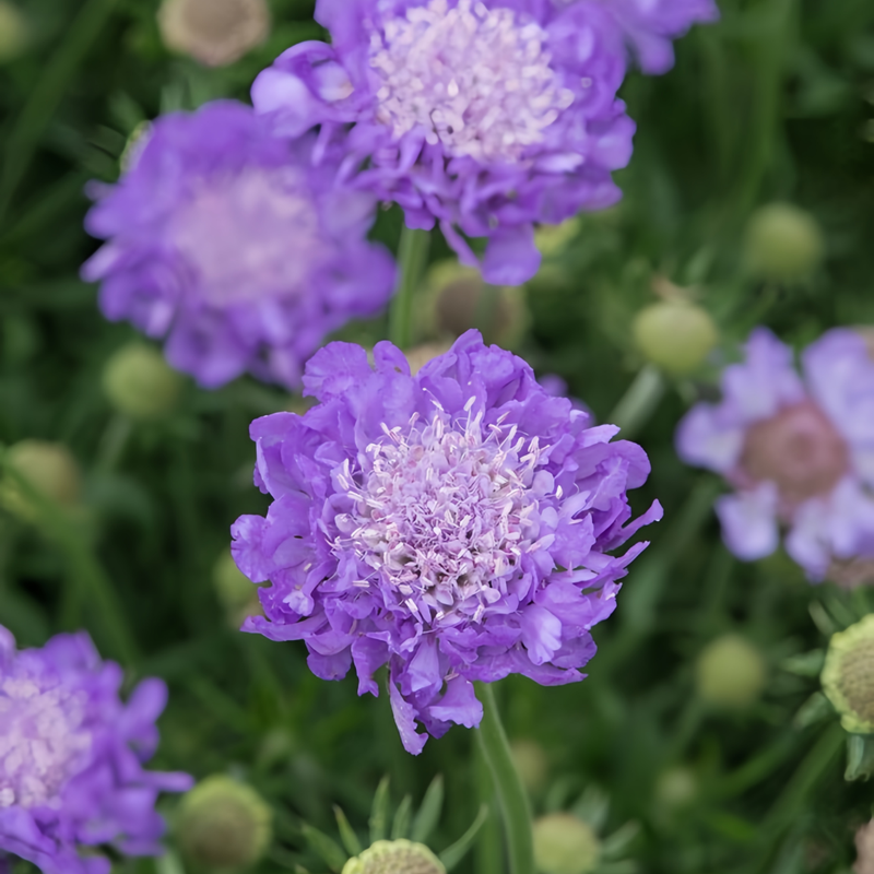 Scabiosa Atropurpurea Seeds - Blue Larger Packet High Germination 1000-5000 Onsaleseeds