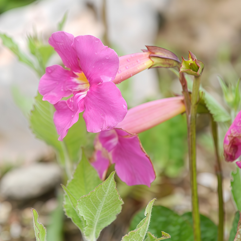 Incarvillea Delavayi Red Seeds up to 50% Large Pack · 600-3000 Seeds