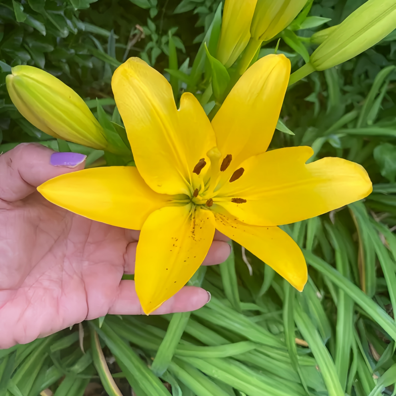 Perfume Lily Yellow Bulbs up to 50%