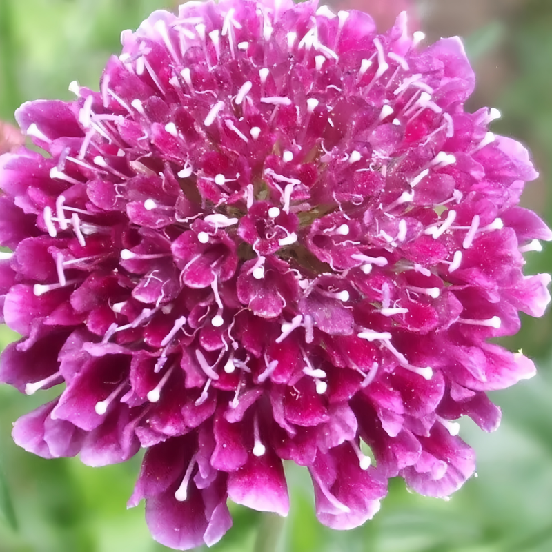 Scabiosa Atropurpurea Seeds - Purplish Red Larger Packet High Germination 1000-5000 Onsaleseeds
