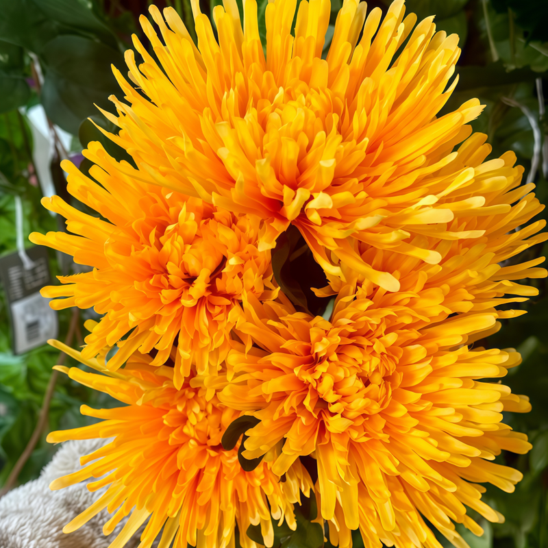 Zinnia Elegans Seeds - Orange Larger Packet High Germination 300-1500 Onsaleseeds