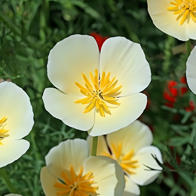 California Poppy Seeds - Milky White Larger Packet High Germination 800-4000 Onsaleseeds