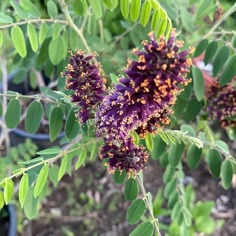 Amorpha Fruticosa Linn Seeds - Larger Packet High Germination 1/4-1/2LB Onsaleseeds