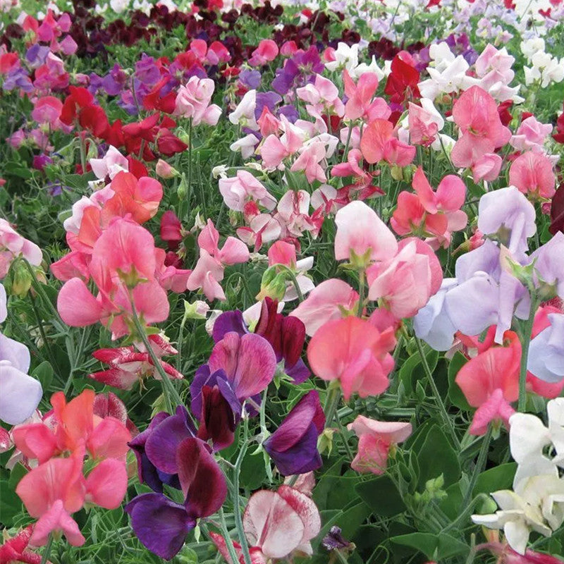 Sweet Pea Seeds - Mix Larger Packet High Germination 240-1200 Onsaleseeds