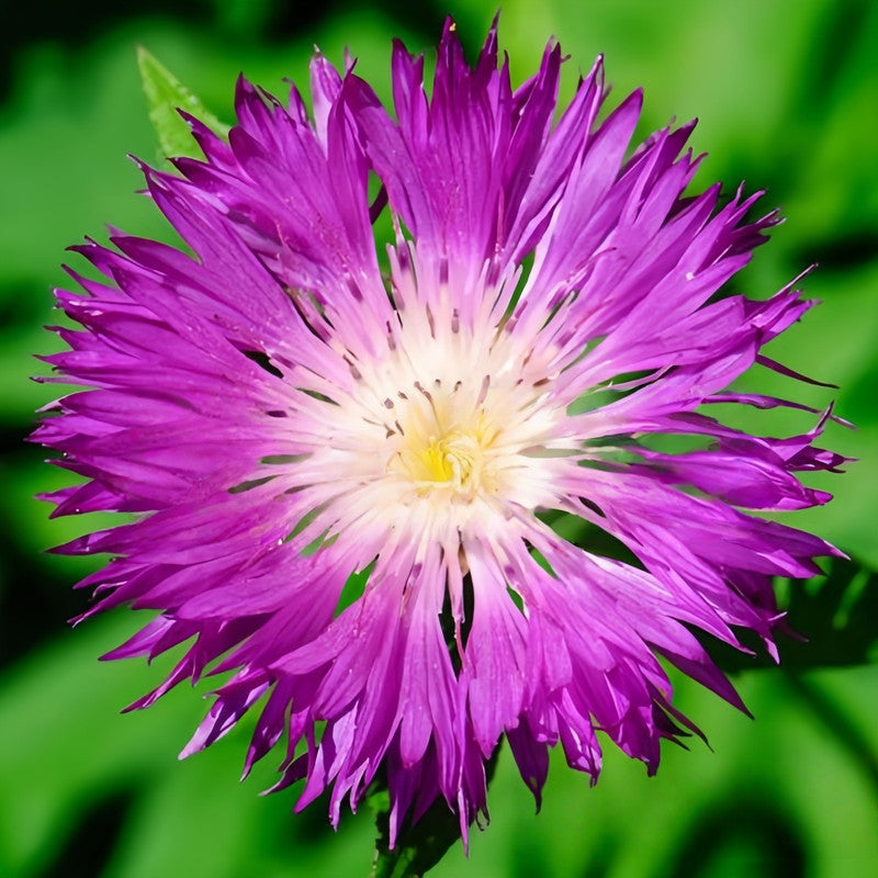 Cornflower / Bachelor Button Seeds - Purplish Red Larger Packet High Germination 600-3000 Onsaleseeds