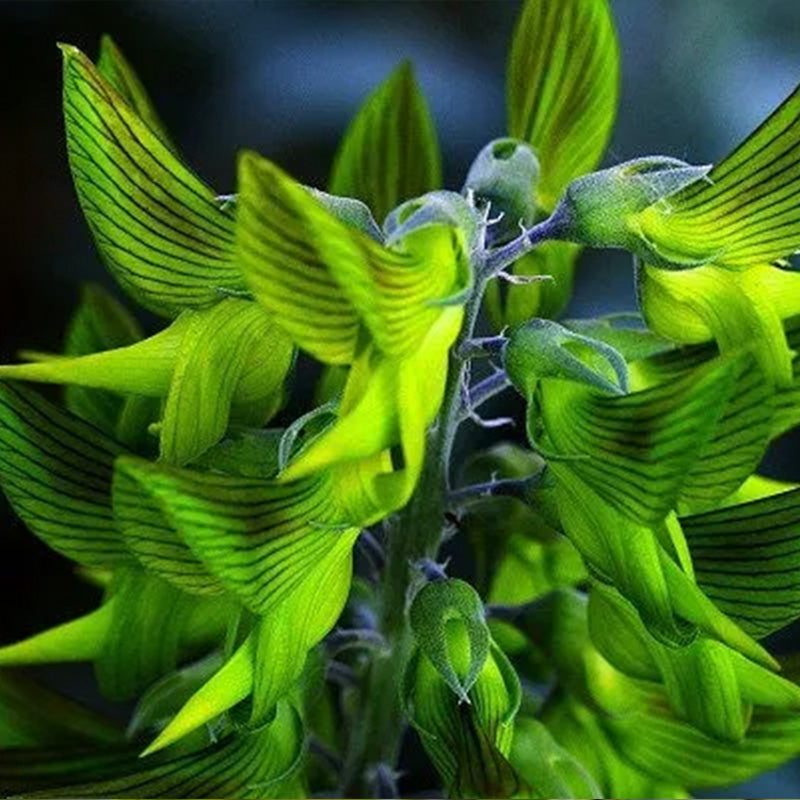 Green Birdflower up to 50%