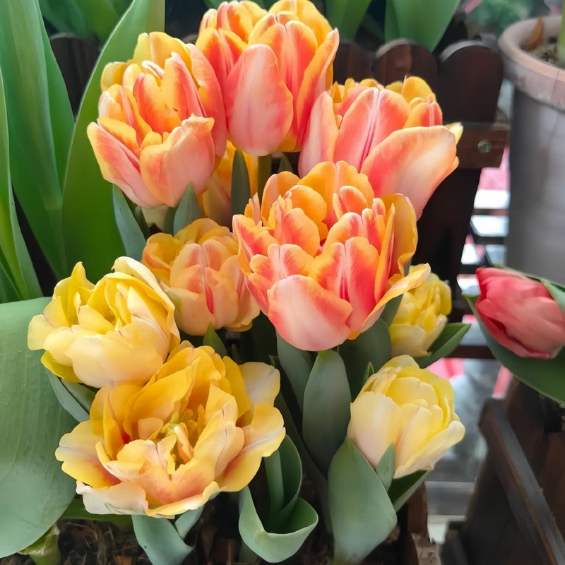 Tulip Bulbs - Pumpkin Lantern
