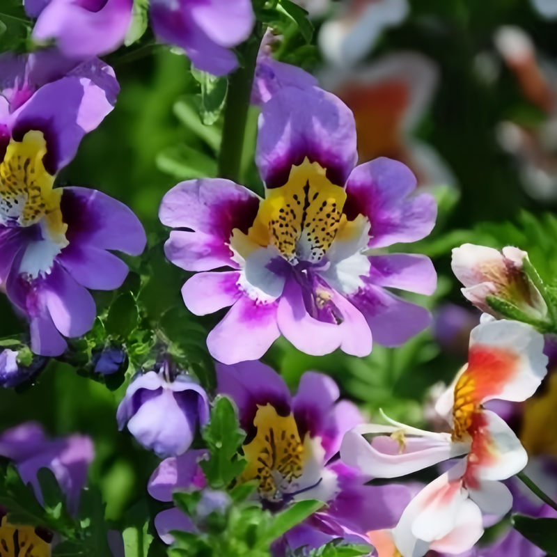 Schizanthus Pinnatus Mix Seeds up to 50% Large Pack · 1500-7500 Seeds