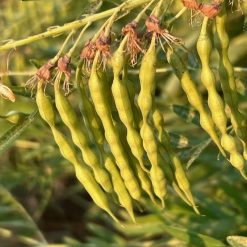 Sophora Flavescens Seeds - Larger Packet High Germination 2000-10000 Onsaleseeds