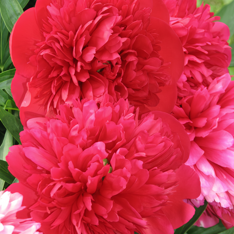 Moss Rose Seeds - Scarlet Larger Packet High Germination 300-1000 Onsaleseeds