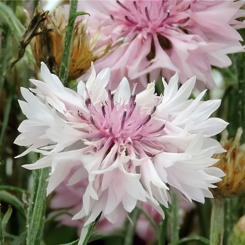 Cornflower / Bachelor Button Seeds - Pink Red Larger Packet High Germination 1000-5000 Onsaleseeds