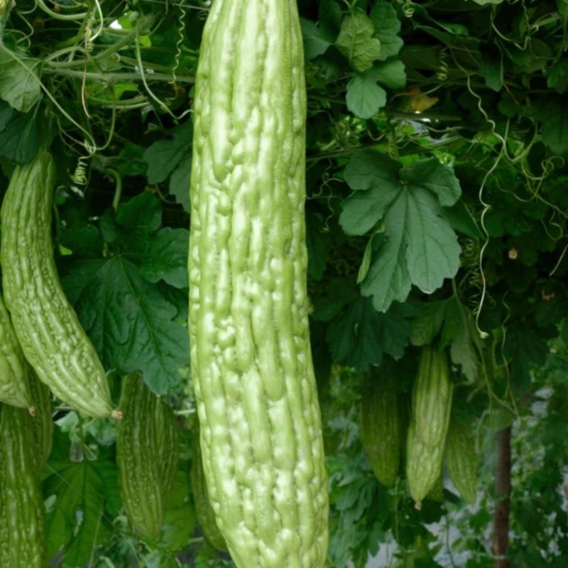 Bitter Melon Seeds up to 50%