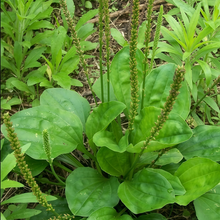 Asian Plantain Seeds